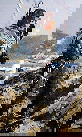 Sir Cowler Pictures Photos Posters And Screenshots