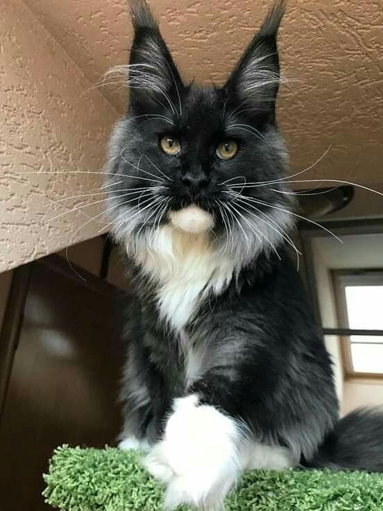 dexteryus