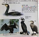 Great Cormorant カワウ