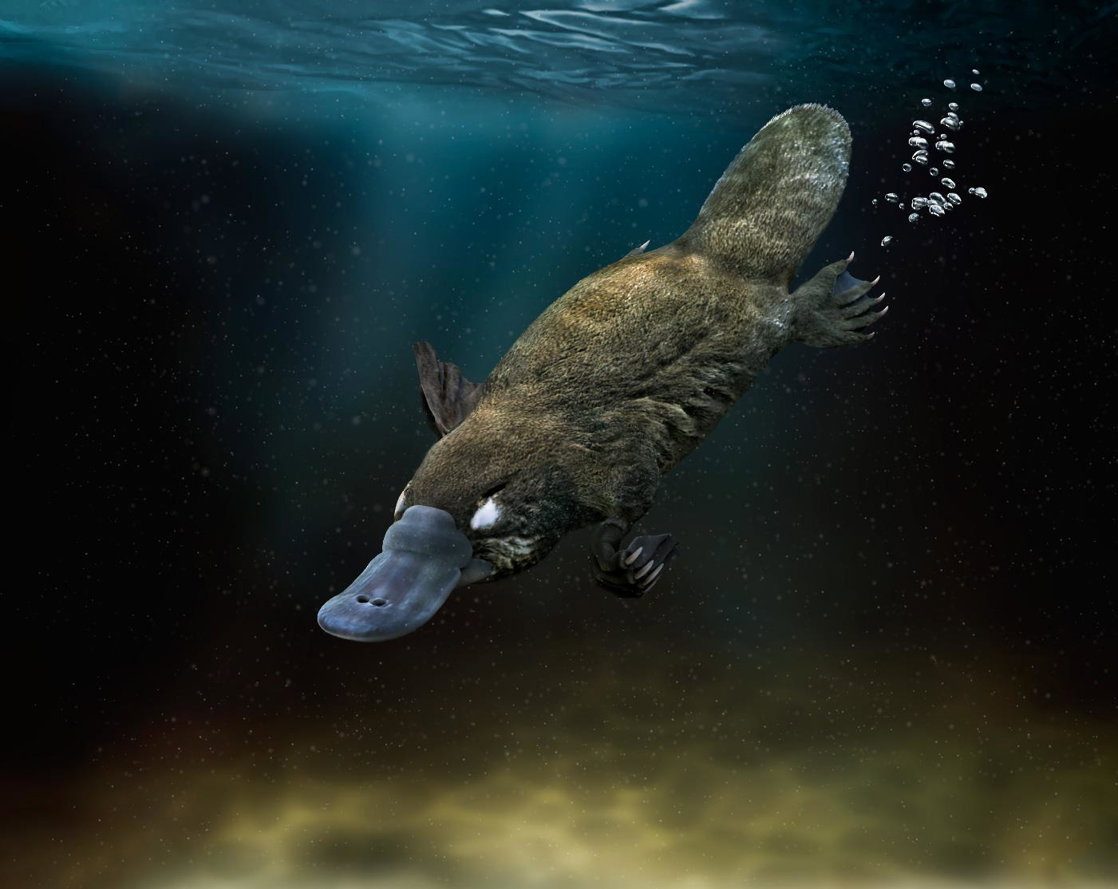 picture of a platypus