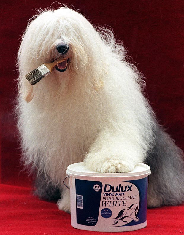 ici dulux dog