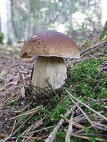 Boletus edulis (Porcini mushroom)
