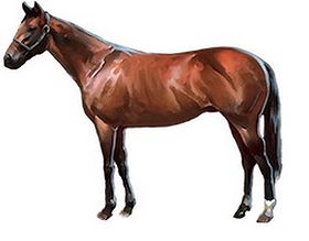 Virtual Horse Racing Games- Digital Downs