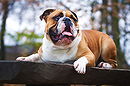 English Bulldog