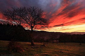 Florent Courty