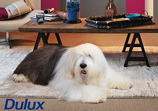 dulux paint dog