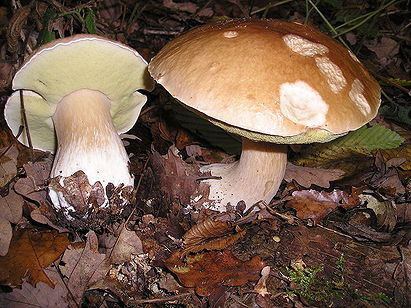 Boletus Edulis (Cep, Penny Bun, Porcino, Porcini, King Bolete)