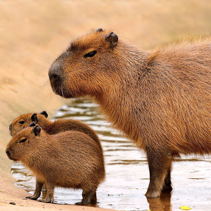 Capybara & babies