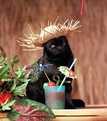 Salem Saberhagen