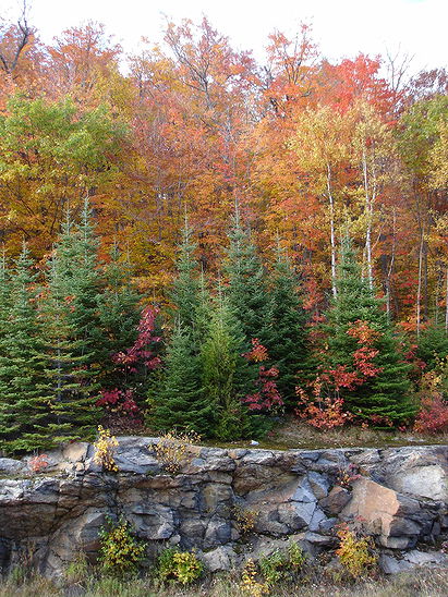 Algonquin Provincial Park