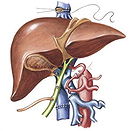 Liver Transplant