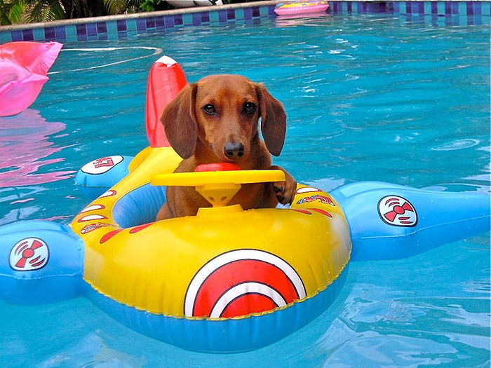 inflatable animal pool