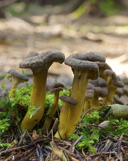 Craterellus Tubaeformis (Cantharellus Tubaeformis, Yellowfoot, Winter Mushrooms, Funnel Chanterelle)