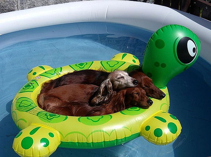 inflatable animal pool