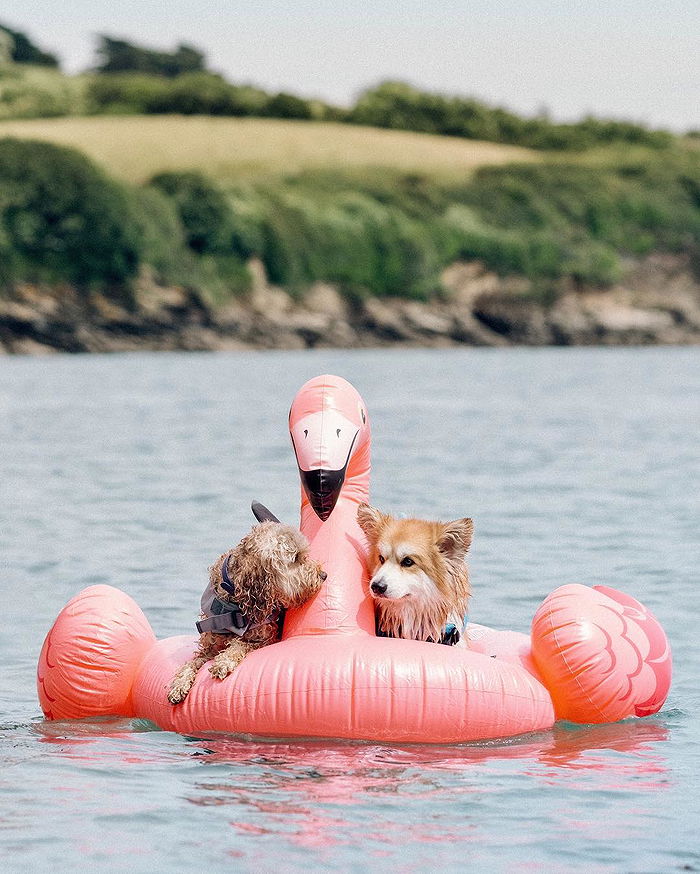 blow up pool animals