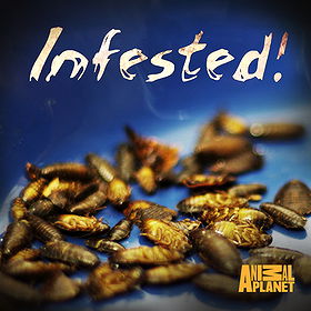 Infested!