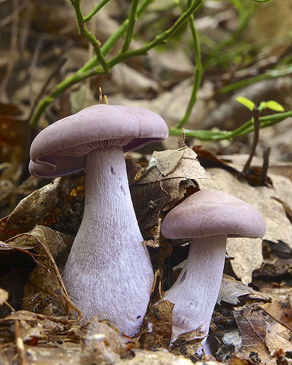 Clitocybe Nuda (Lepista Nuda, Tricholoma Nudum, The Wood Blewit, Blue Stalk Mushrooms)