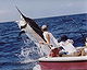 Atlantic Sailfish