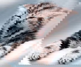 Cats & Kittens