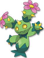 Maractus