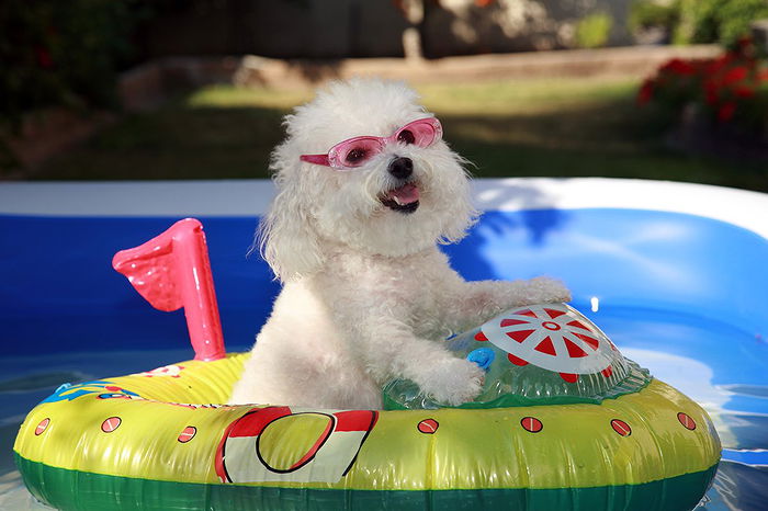 inflatable animal pool