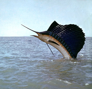 Pacific Sailfish