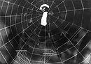 The Spider and the Tulip