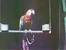 Scarlet Macaw on Perch (1902)