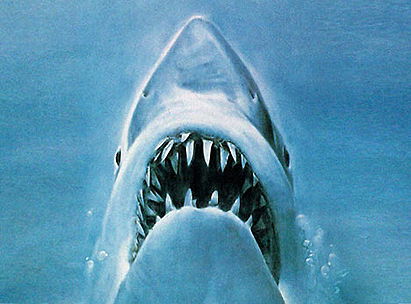 Great White Shark