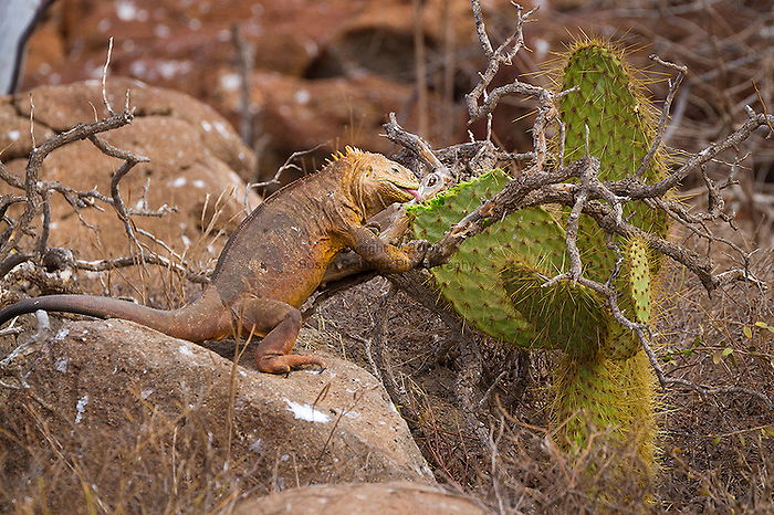 Animals Eating Cactus list Animals Eating Cactus list