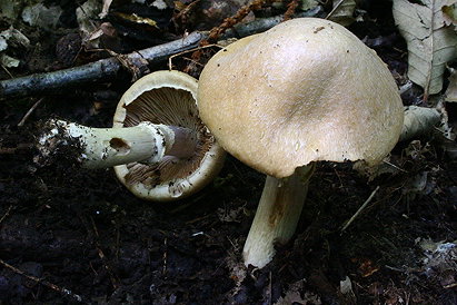 Cortinarius Caperatus (Gypsy Mushrooms)