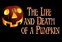 The Life & Death of a Pumpkin