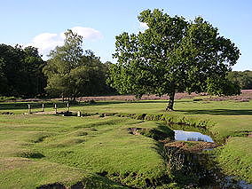 New Forest