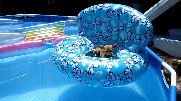 Animals On Inflatable Pool Toys