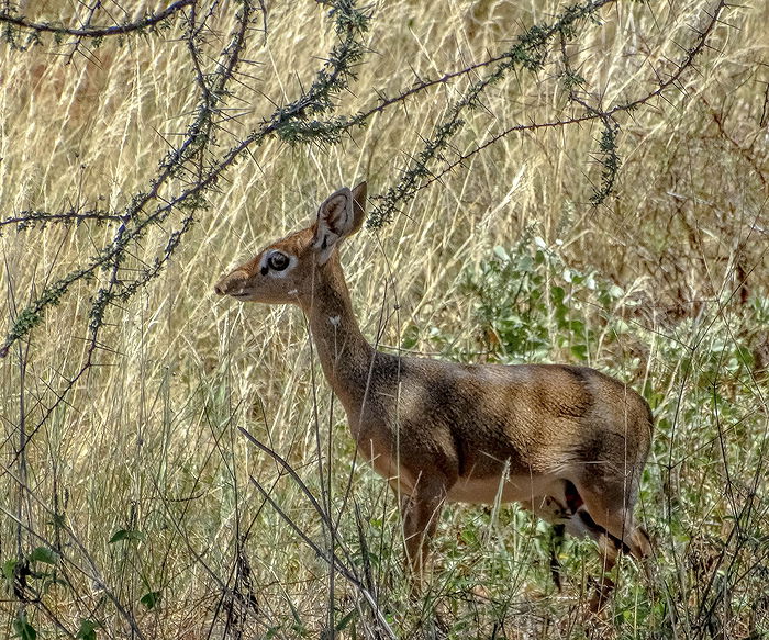 Favorite Images of Dik-Diks list