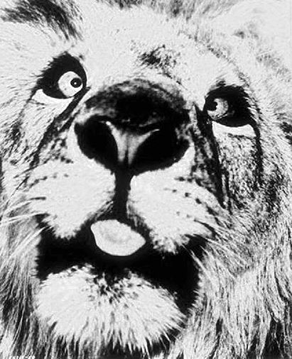 Clarence the Cross-eyed Lion