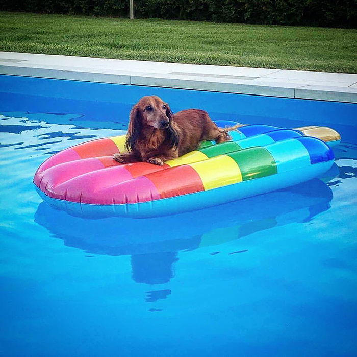 inflatable animal pool