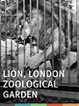 Lions, Jardin zoologique, Londres