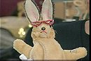Mr. Bunny Rabbit
