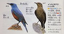 Blue Rock Thrush (Red Bellied) インヒヨドリ