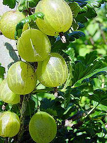 Gooseberry