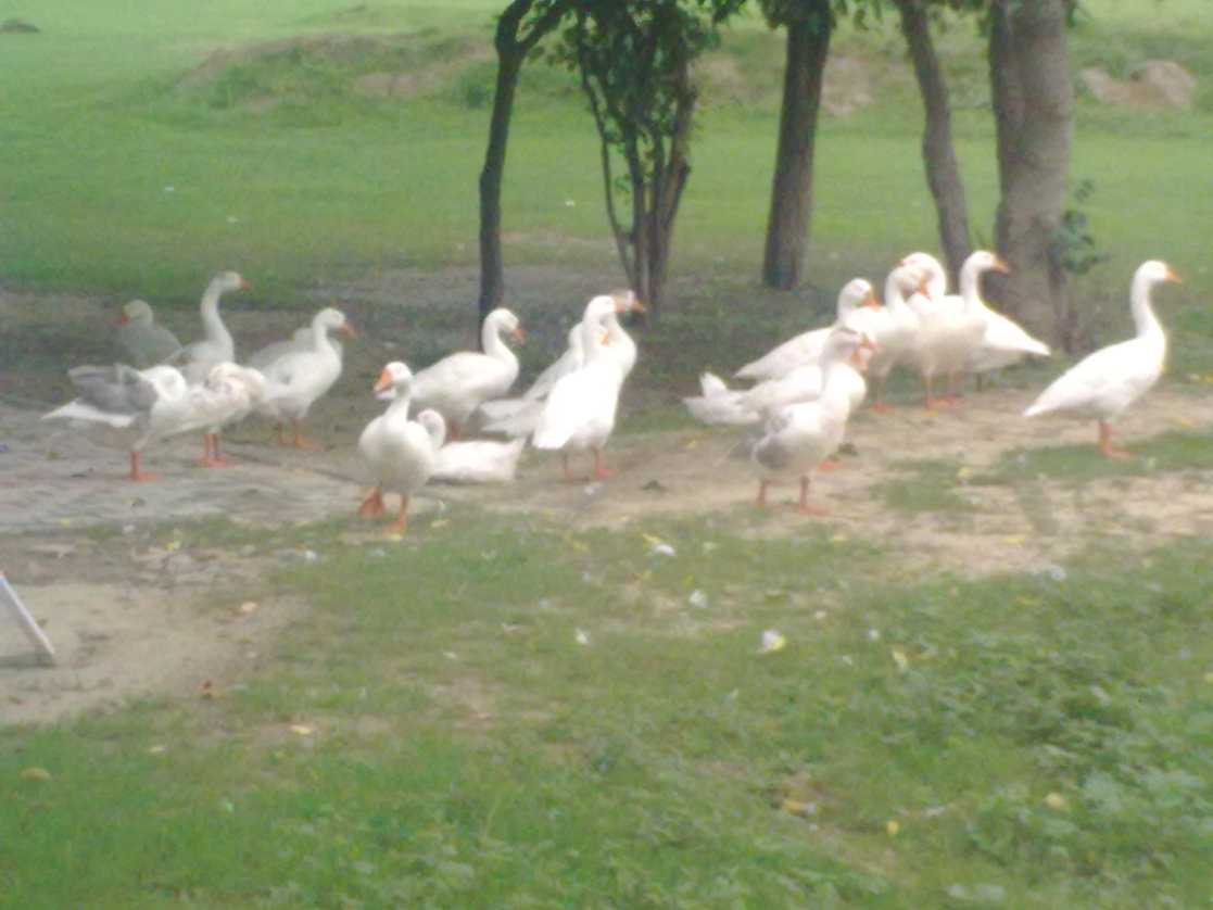 vijay