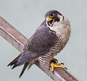 Peregrine Falcon