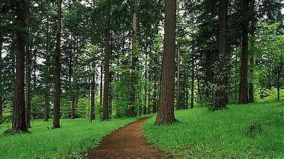 Forest Park (Portland Oregon)