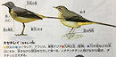 キセキレイ Grey Wagtail