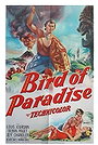 Bird of Paradise
