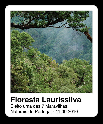 Floresta Laurissilva 
