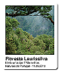 Floresta Laurissilva 