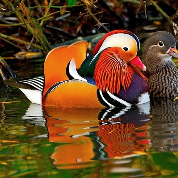 Mandarin Ducks list