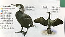 ウミウ Japanese Cormorant